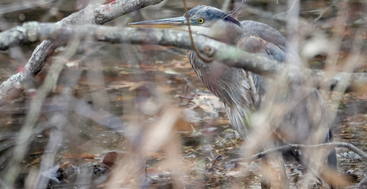 Great Blue Heron - ML645563295
