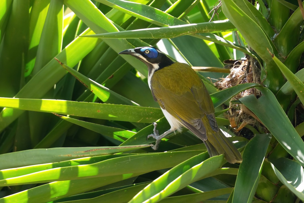 Blue-faced Honeyeater (Blue-faced) - ML645563296