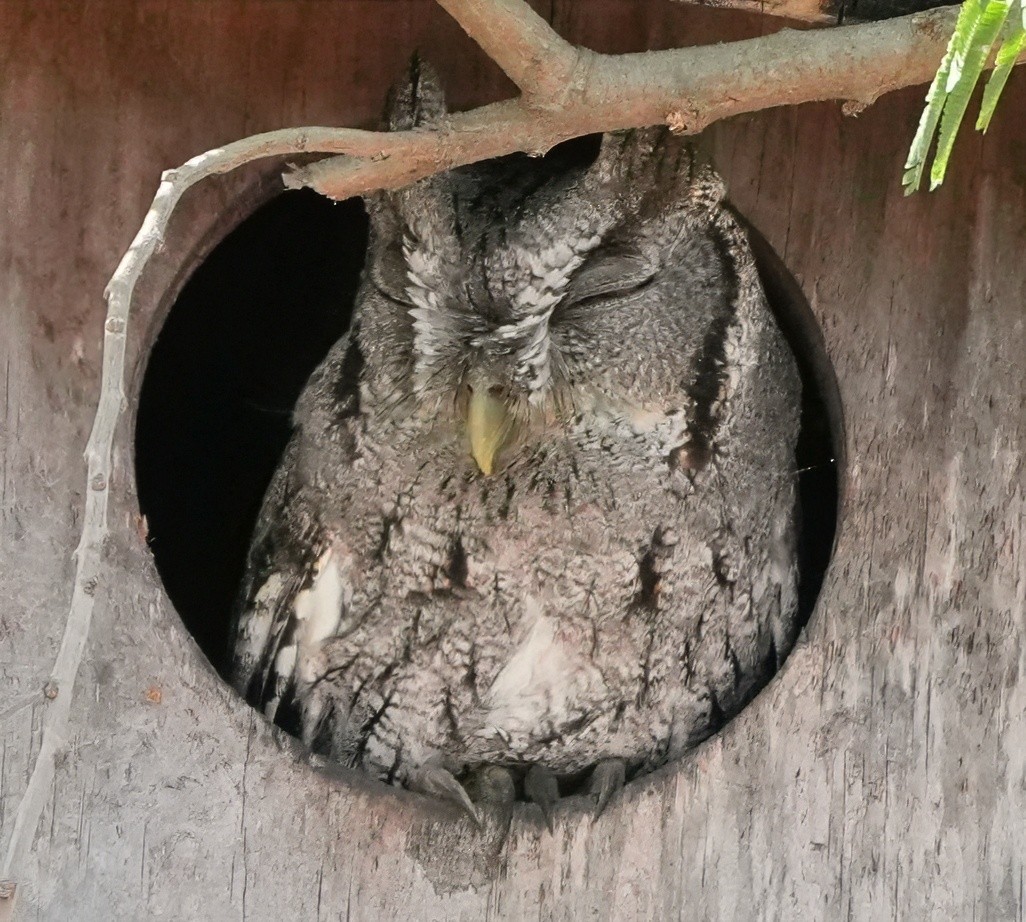 Eastern Screech-Owl (McCall's) - ML645563298