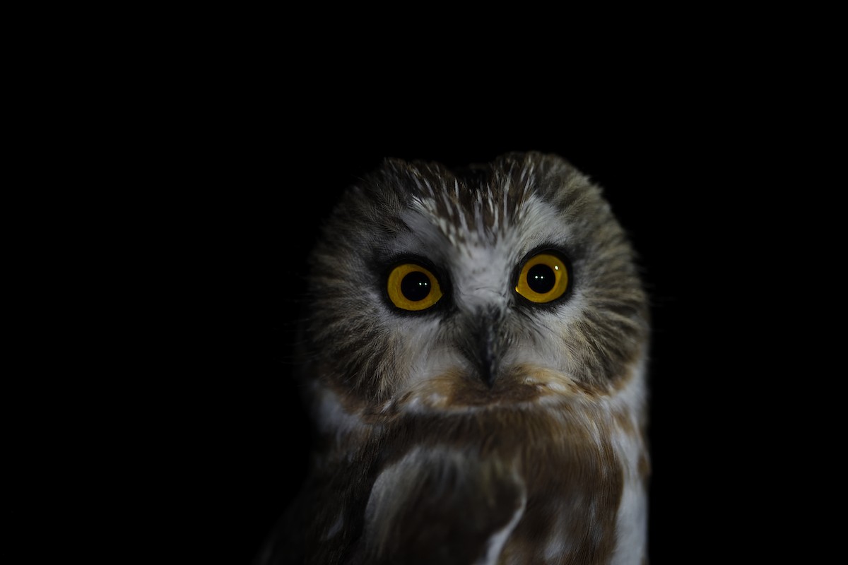 Northern Saw-whet Owl - ML645563299