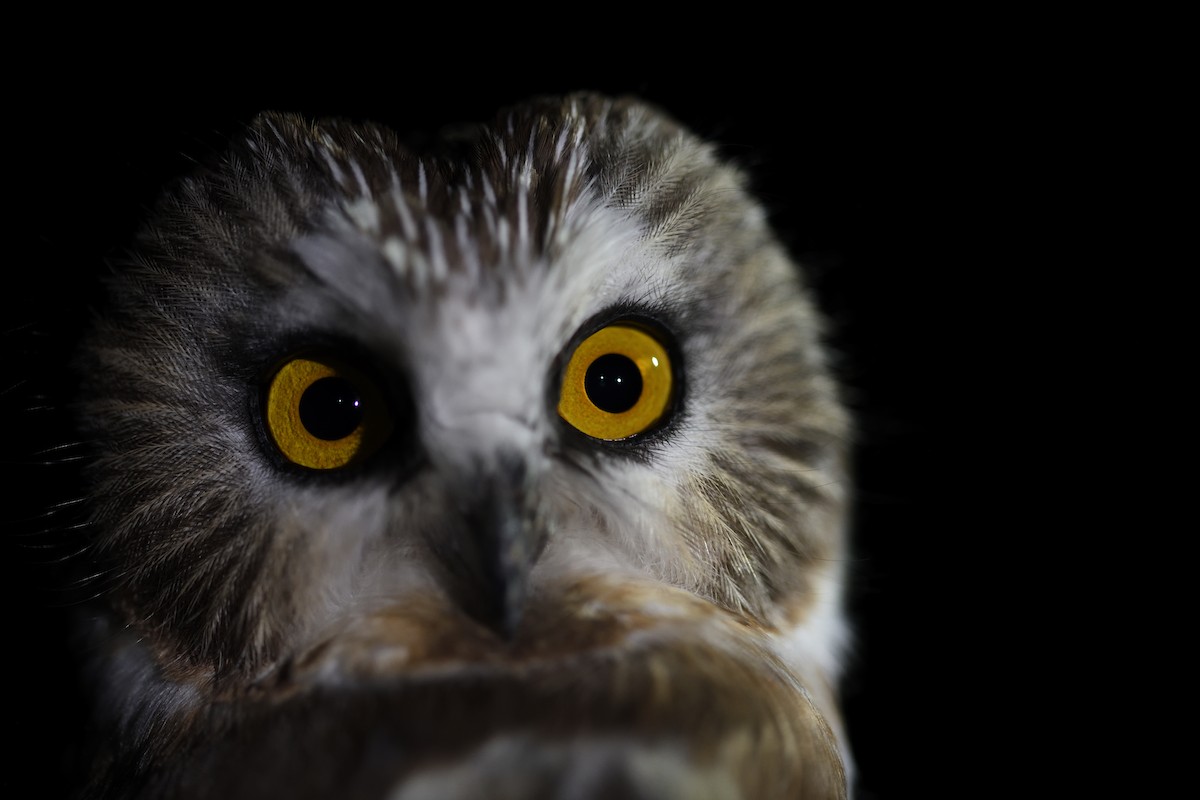Northern Saw-whet Owl - ML645563300