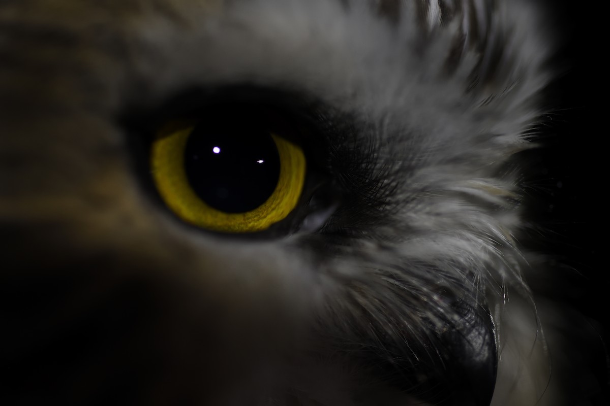 Northern Saw-whet Owl - ML645563307