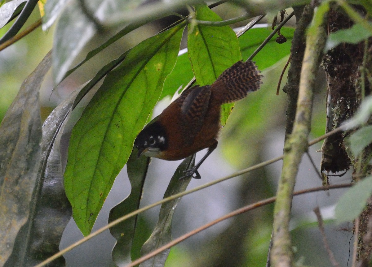 střízlík čepičatý - ML645563323