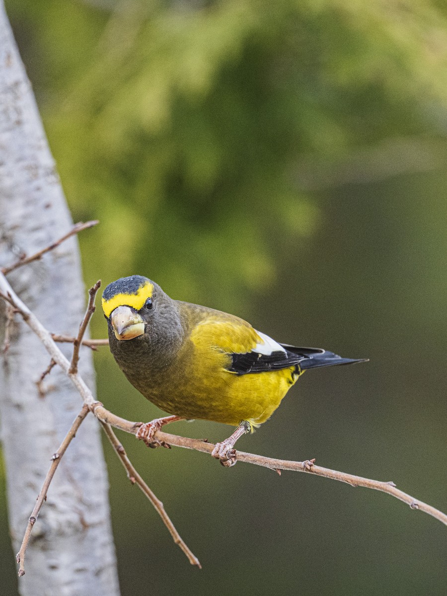 Вечерний дубонос - ML645563324