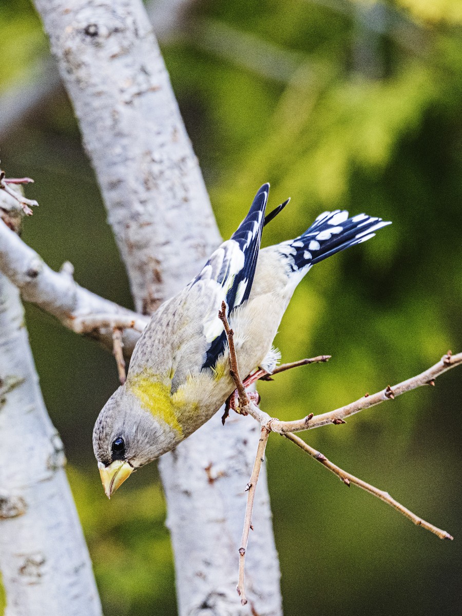 Вечерний дубонос - ML645563325