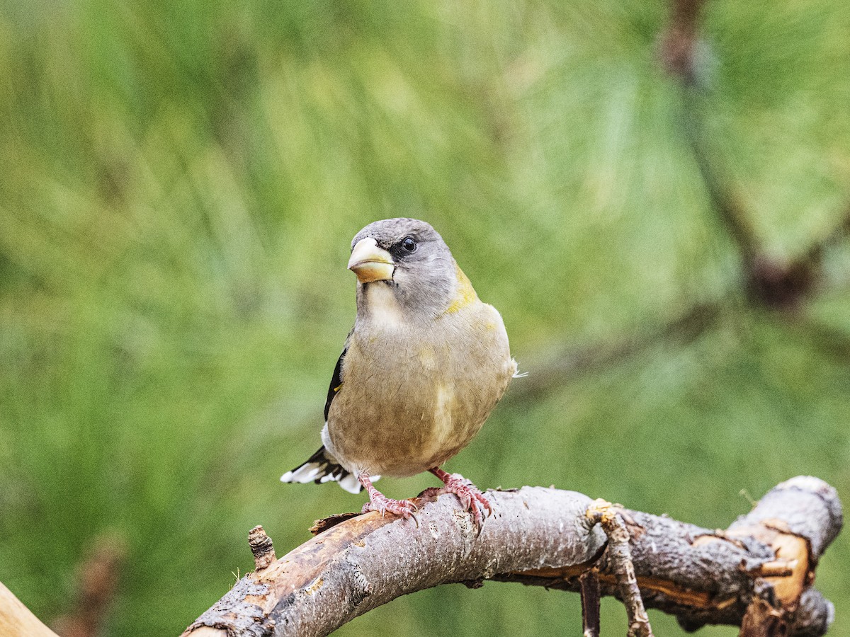 Вечерний дубонос - ML645563326