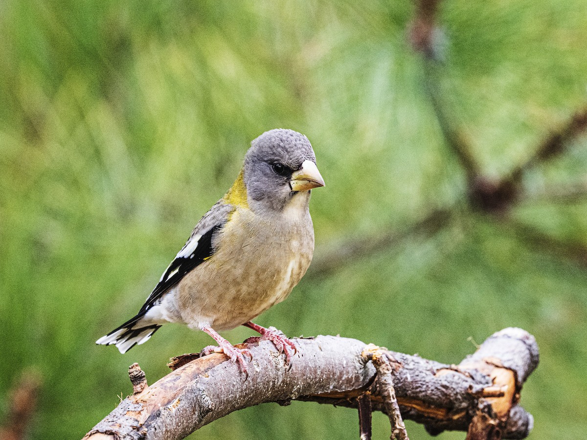 Вечерний дубонос - ML645563327