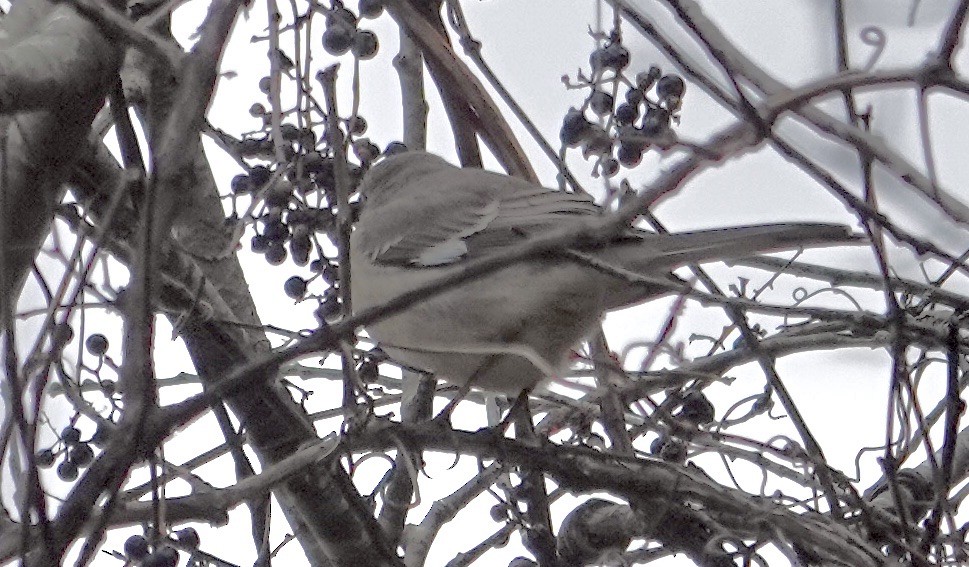 マネシツグミ - ML645563335