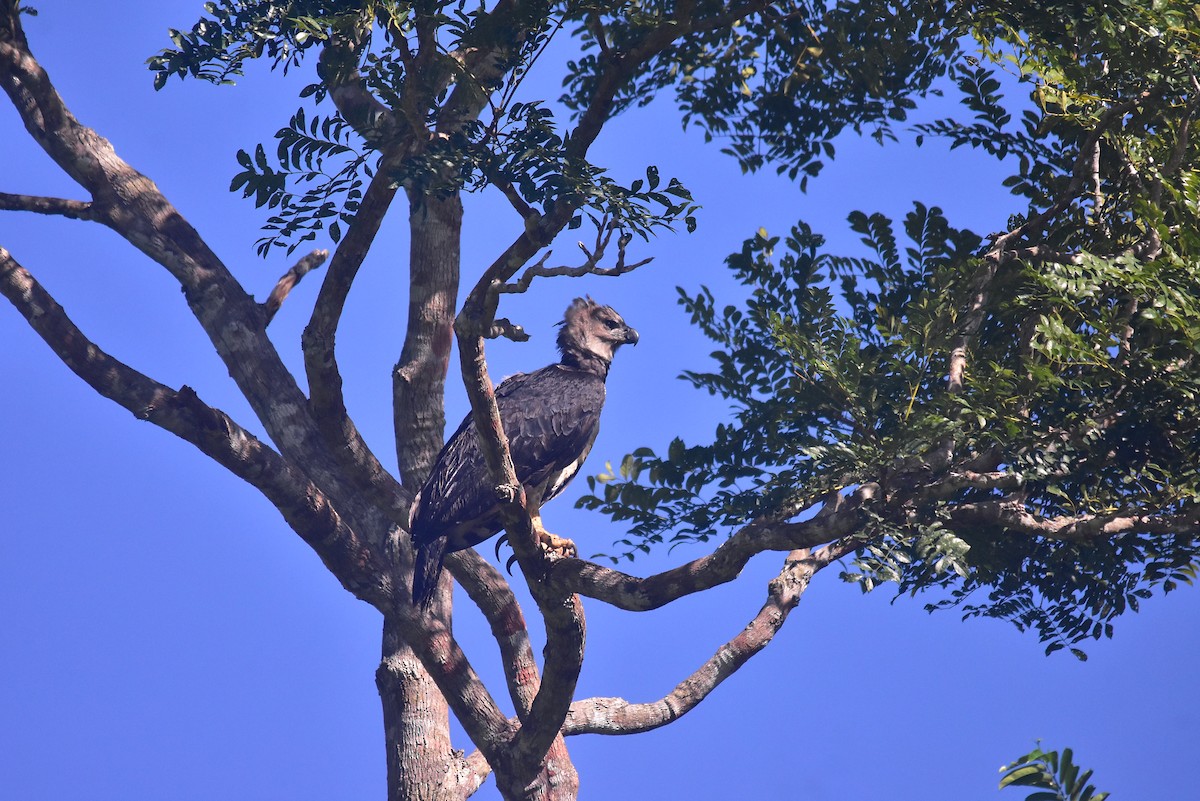 Harpy Eagle - ML645563336