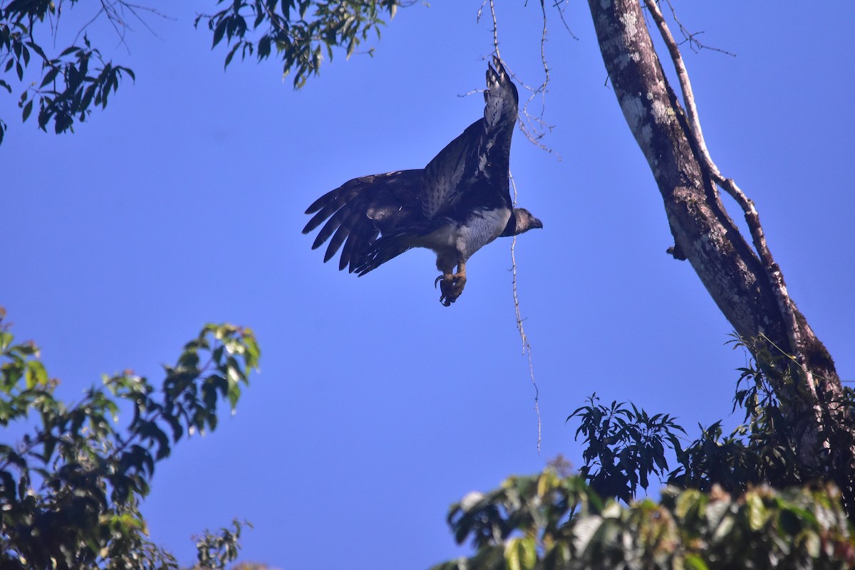 Harpy Eagle - ML645563337