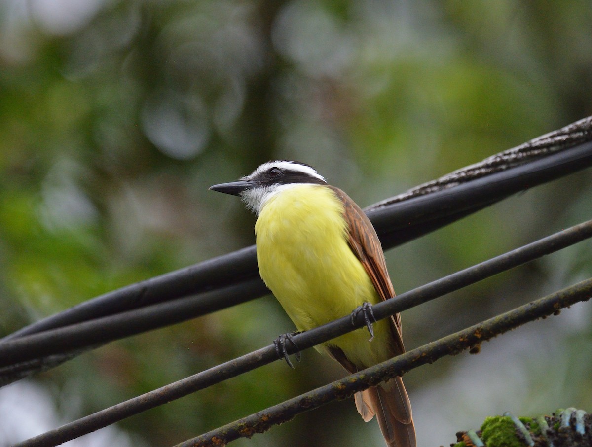 Great Kiskadee - ML645563339