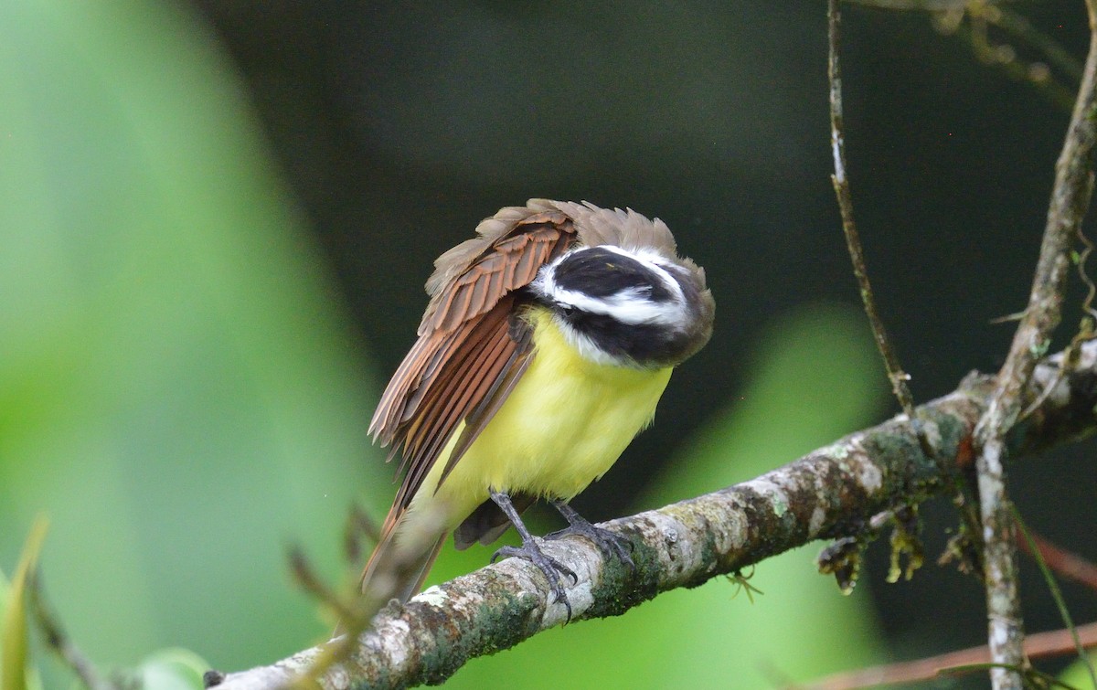 Great Kiskadee - ML645563340