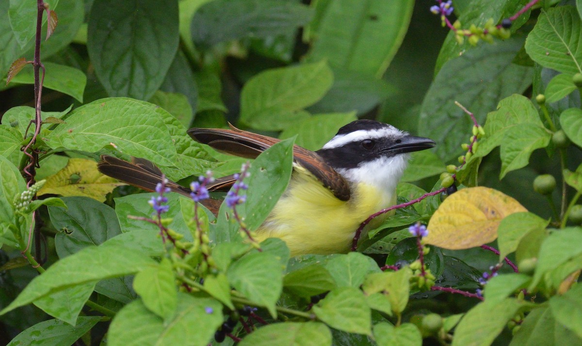 Great Kiskadee - ML645563341