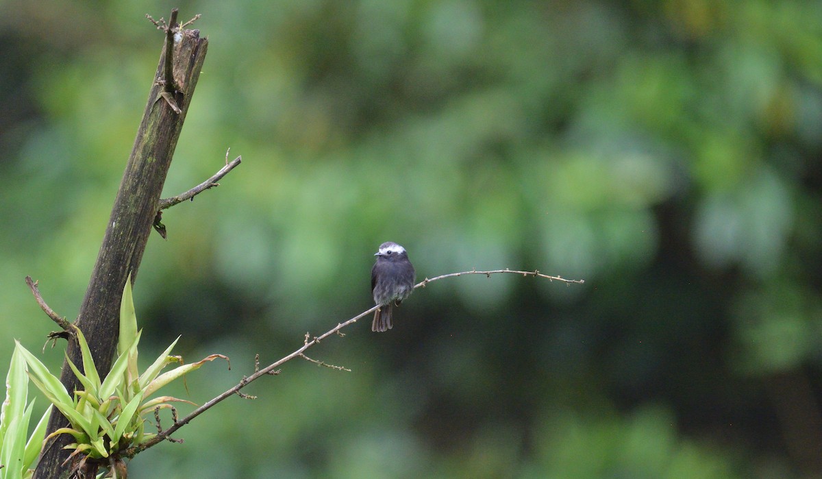 Long-tailed Tyrant - ML645563349