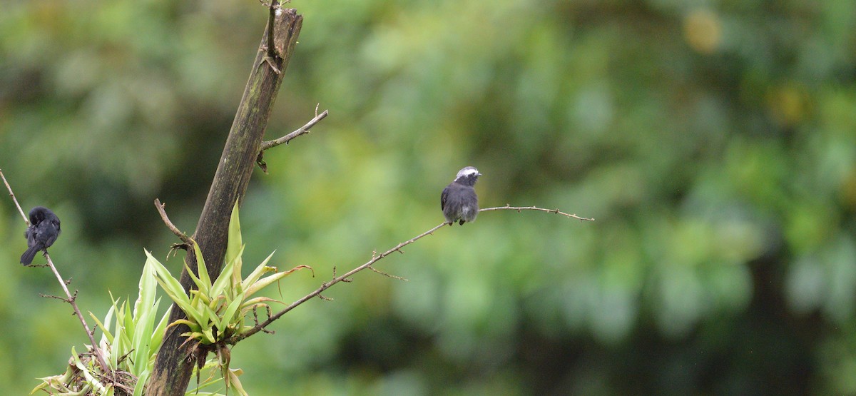 Long-tailed Tyrant - ML645563350