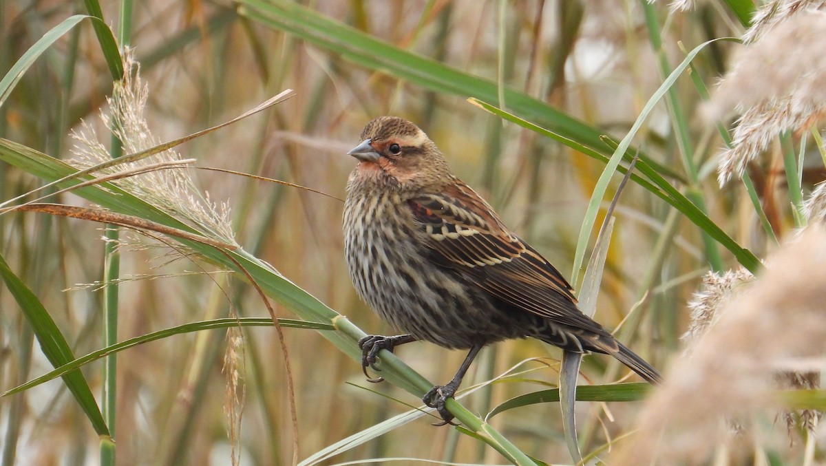 vlhovec červenokřídlý - ML645563355