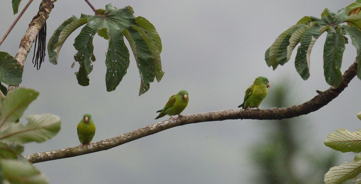 tirika tovi - ML645563358