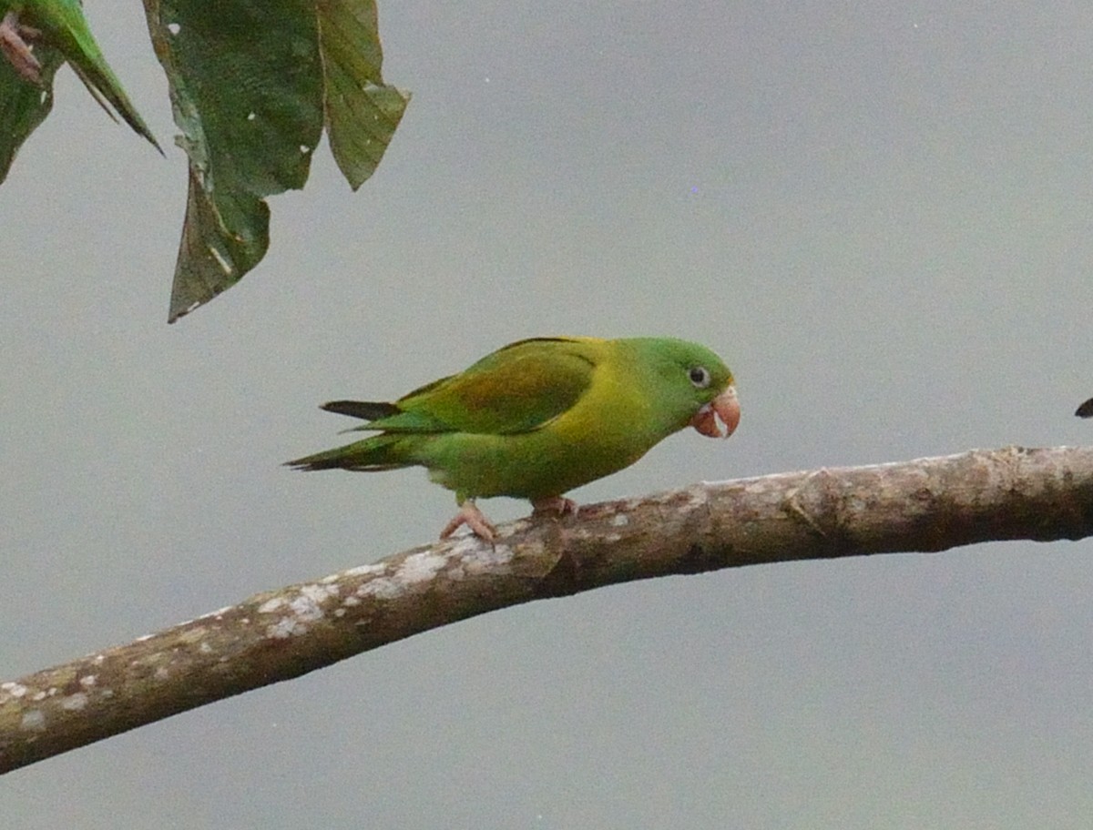 tirika tovi - ML645563359