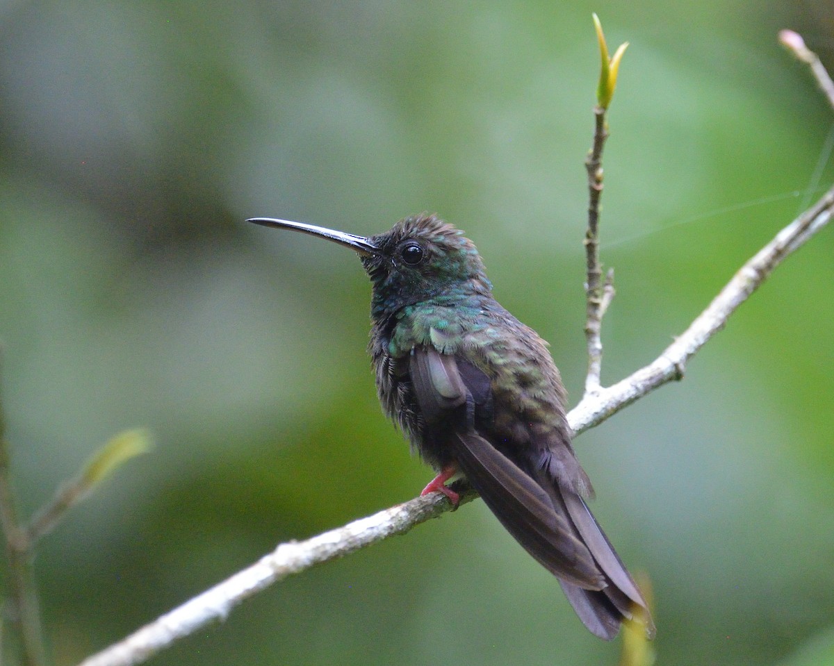 kolibřík křivozobý - ML645563366