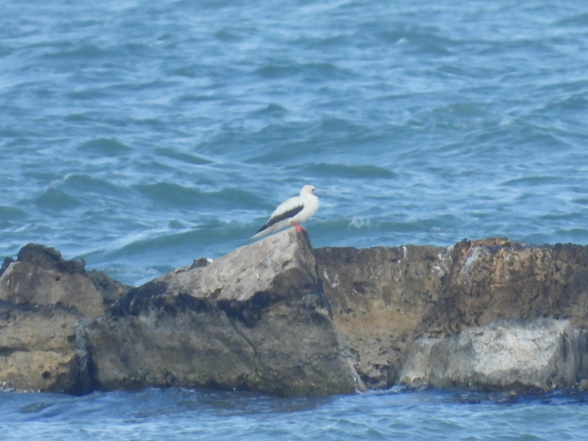 סולה אדומת-רגל - ML645563367