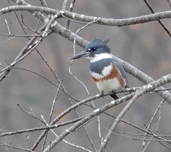 アメリカヤマセミ - ML645563368