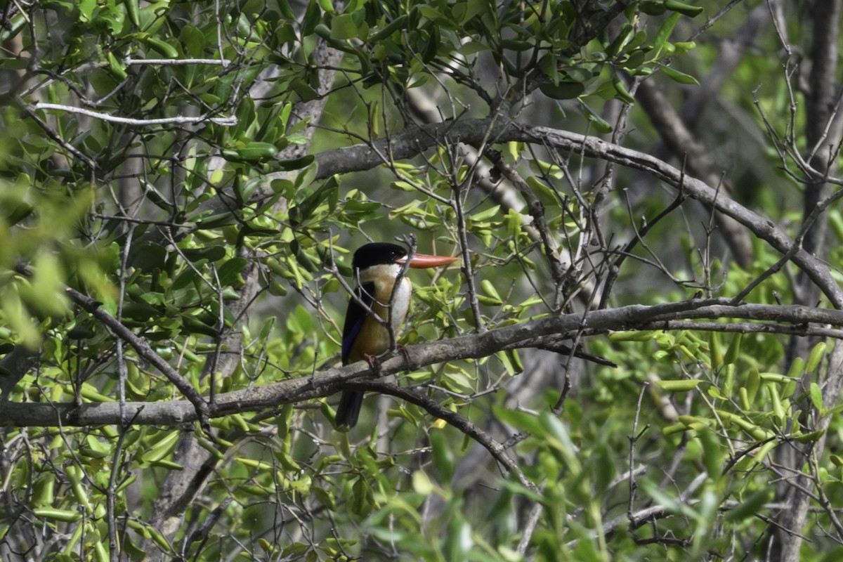 Ошейниковый зимородок - ML645563369