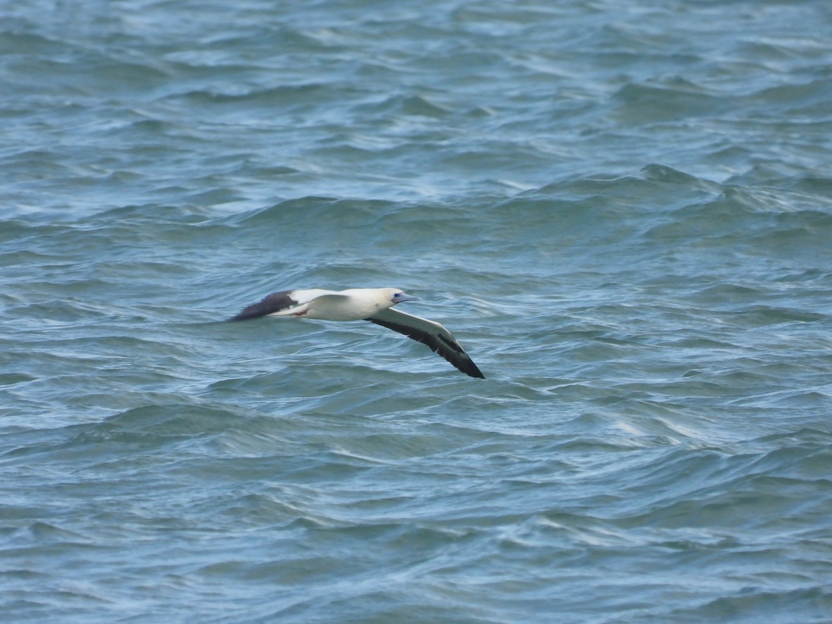 Красноногая олуша - ML645563370