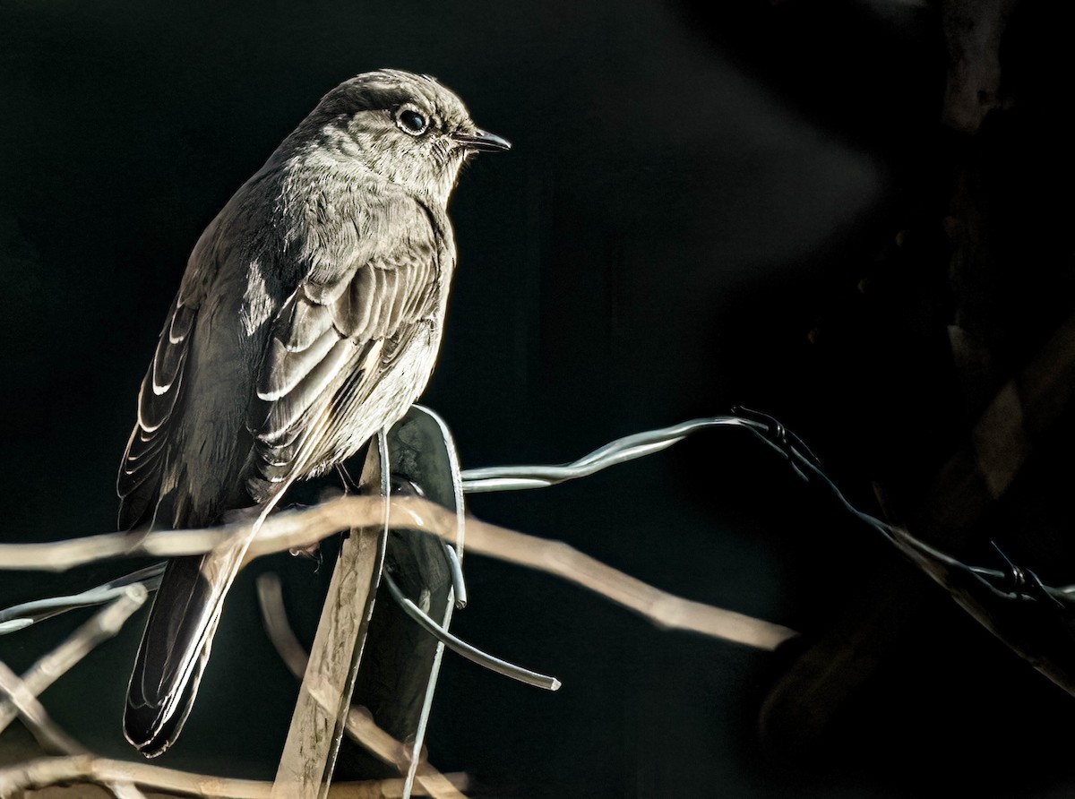 Горный кларино - ML645563374