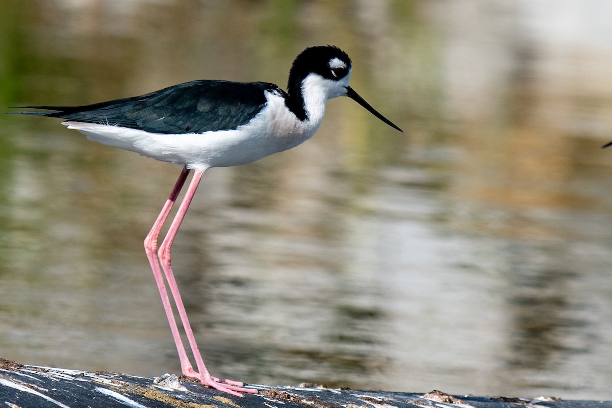 Американский ходулочник - ML645563376