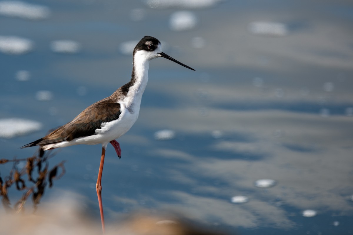 Американский ходулочник - ML645563377