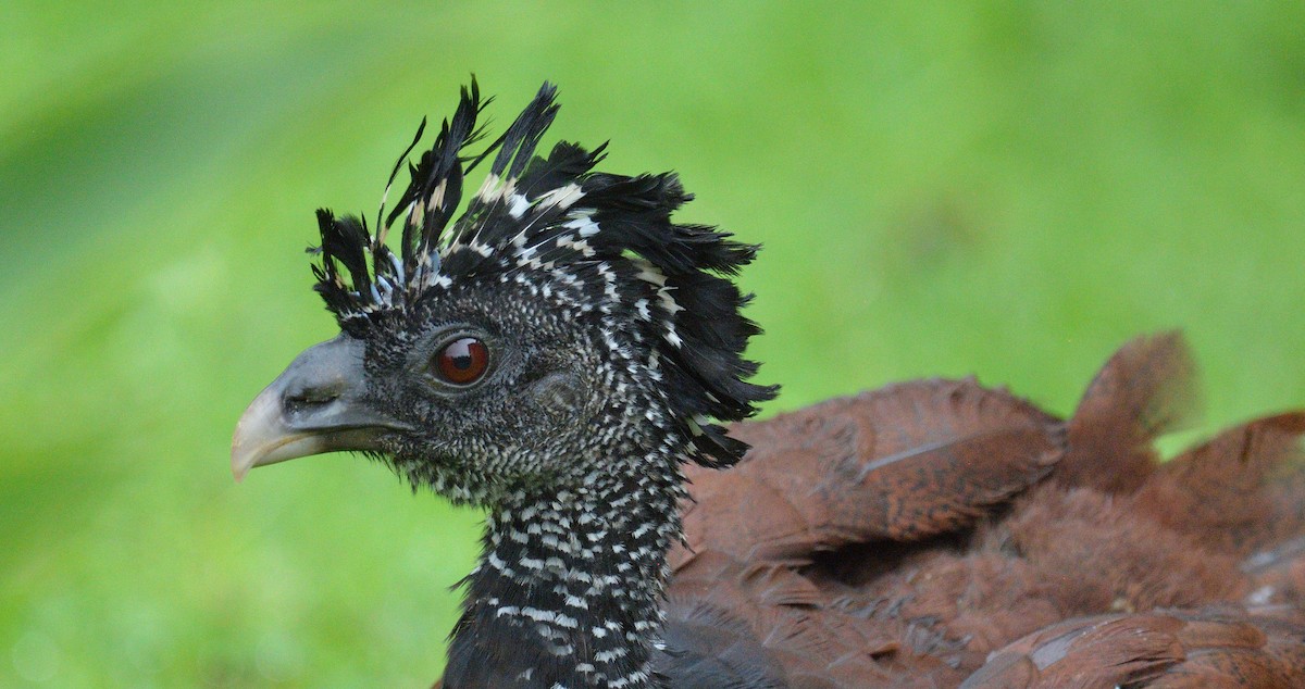 Большой кракс - ML645563378