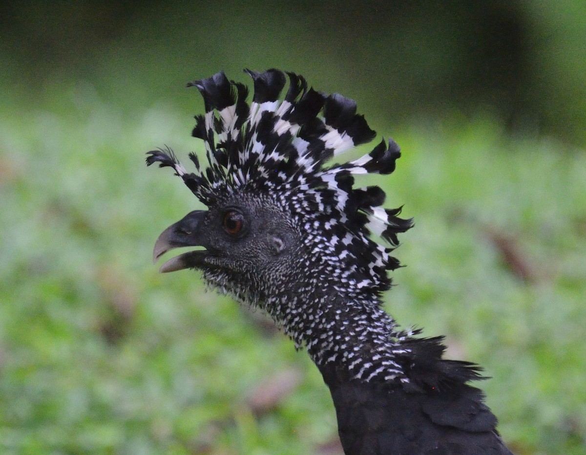 Большой кракс - ML645563379