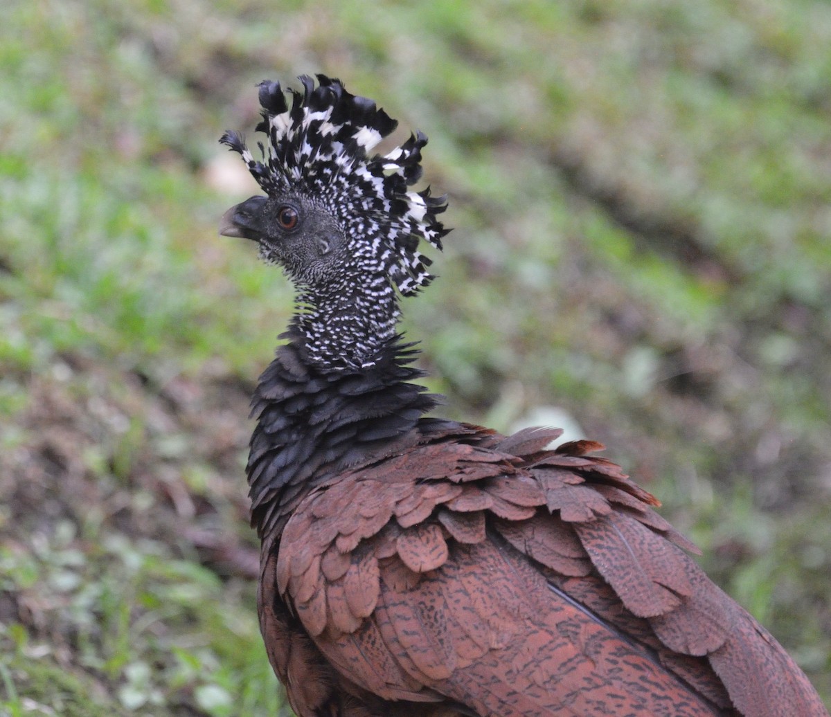 Большой кракс - ML645563380