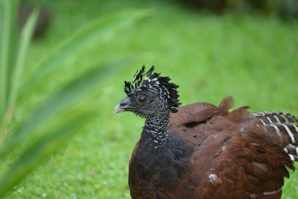 Большой кракс - ML645563381