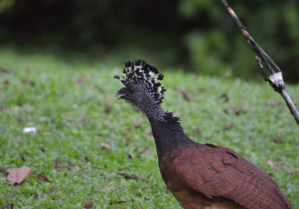 Большой кракс - ML645563382