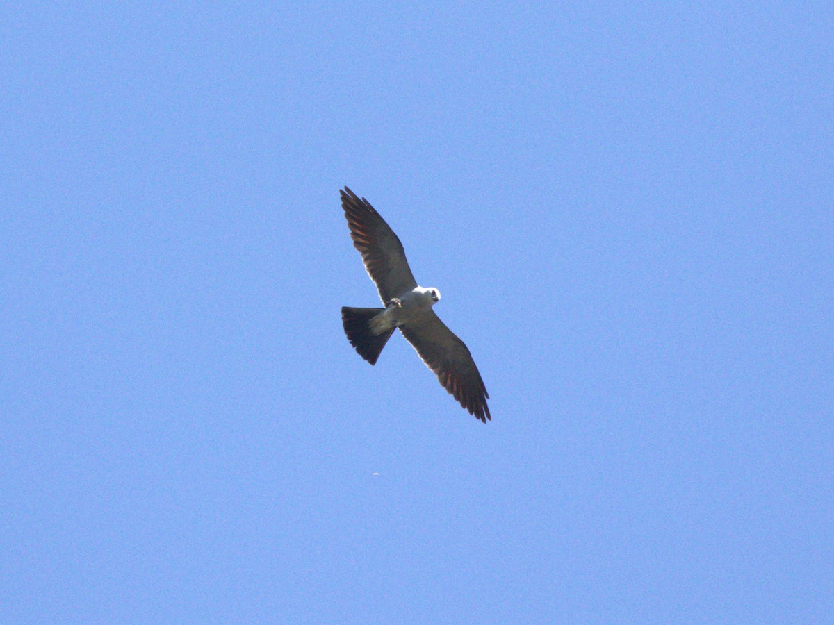 Миссисипский коршун - ML645563386