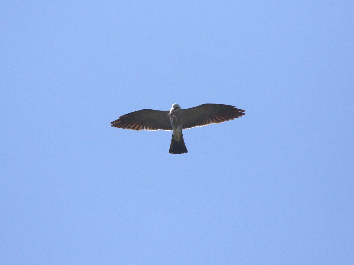 Миссисипский коршун - ML645563387