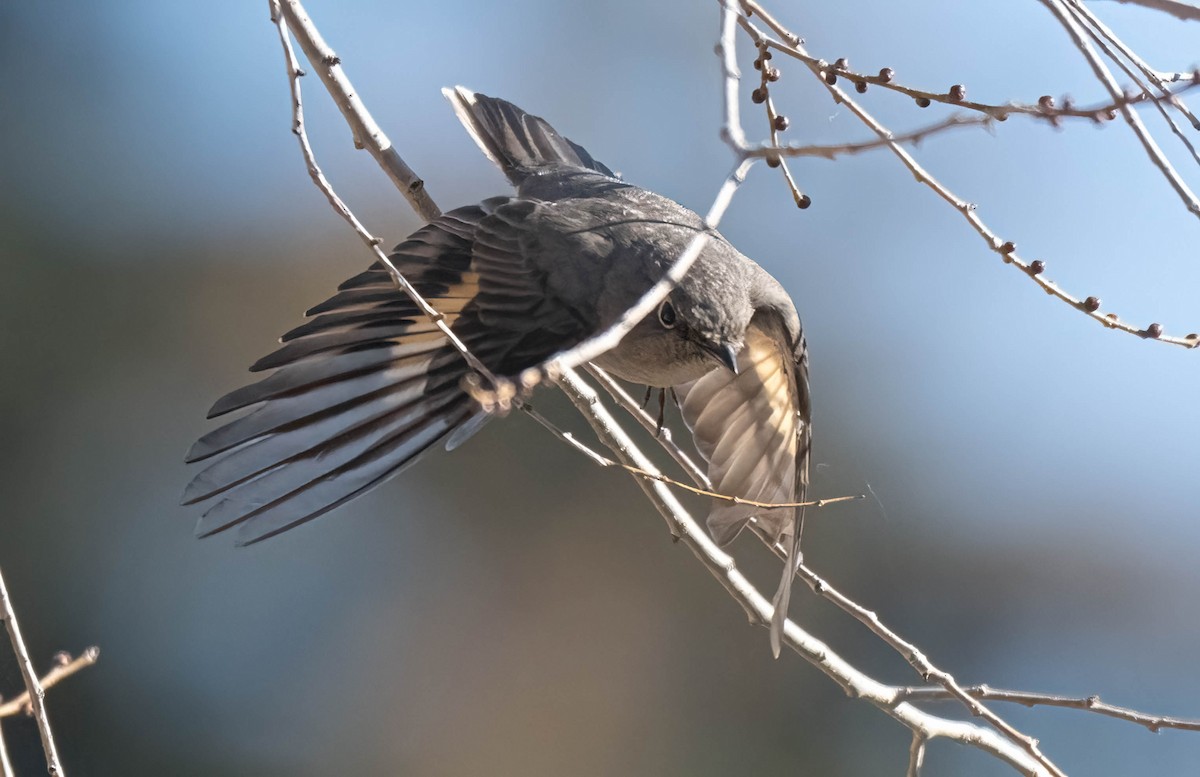 Горный кларино - ML645563388