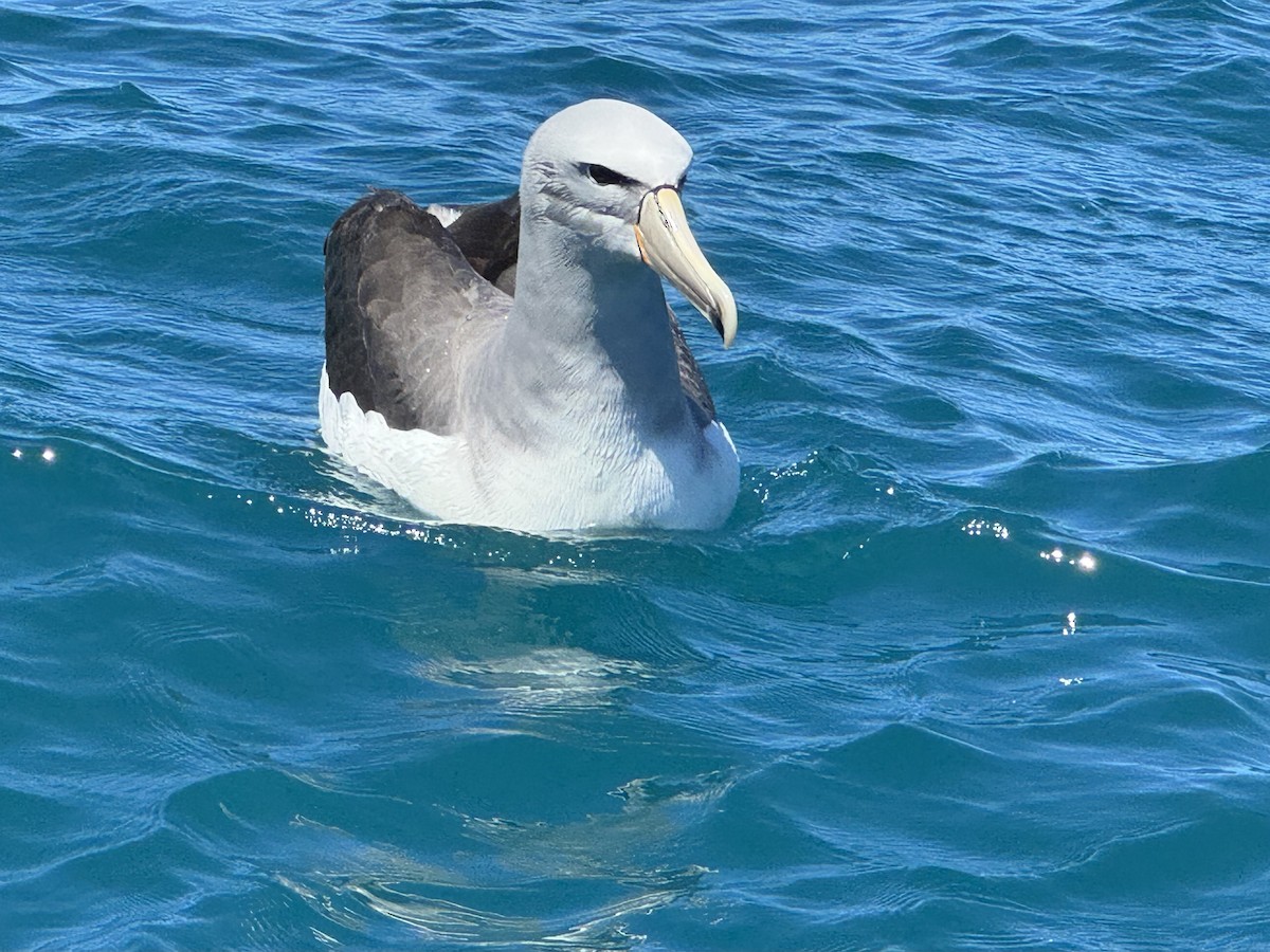 Сероспинный альбатрос - ML645563391