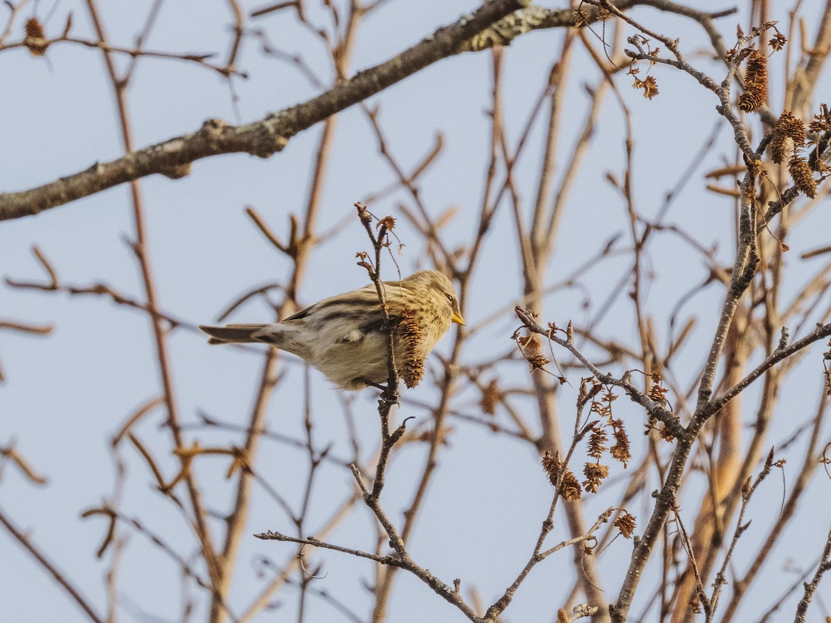 Чечётка - ML645563393