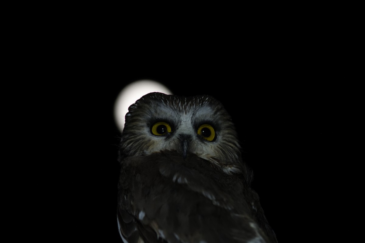 Североамериканский сыч - ML645563394