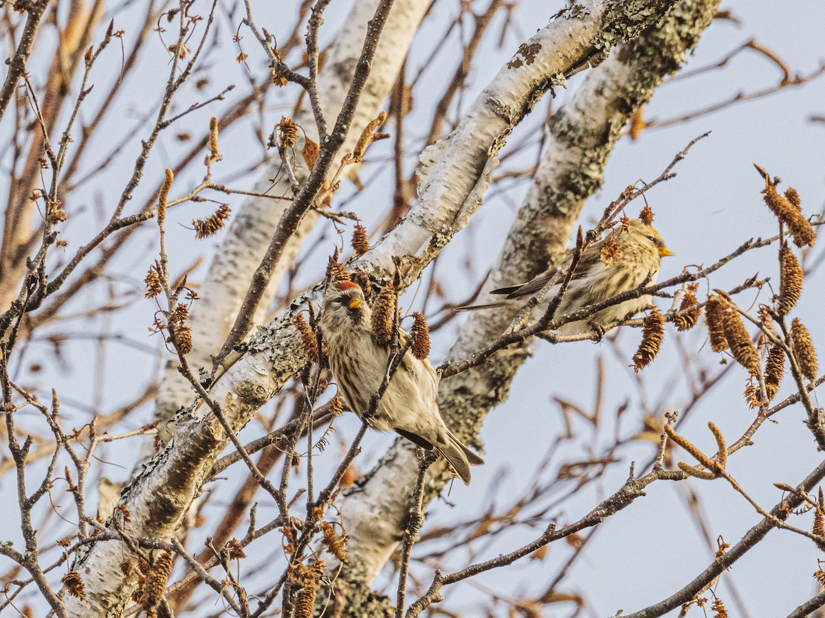 Чечётка - ML645563395