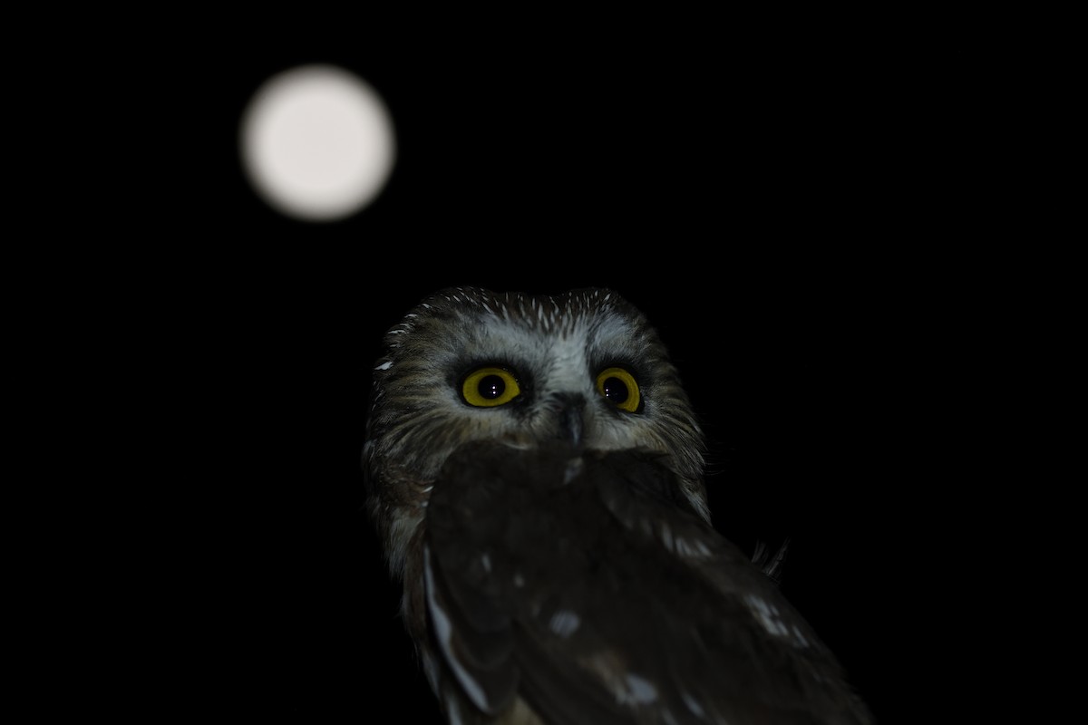 Североамериканский сыч - ML645563397