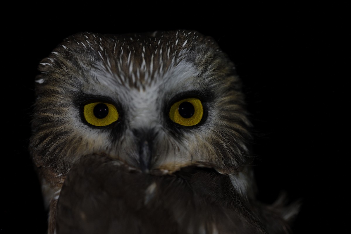 Североамериканский сыч - ML645563398