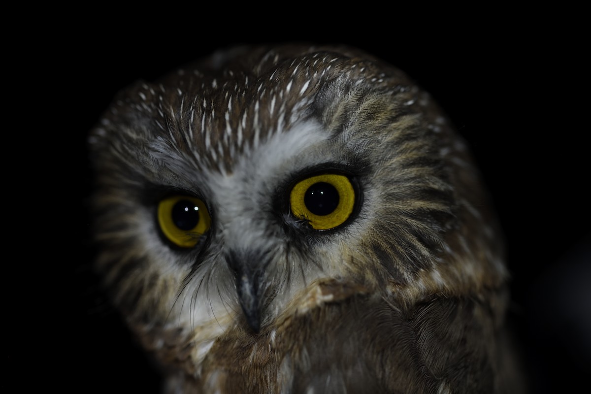 Североамериканский сыч - ML645563399