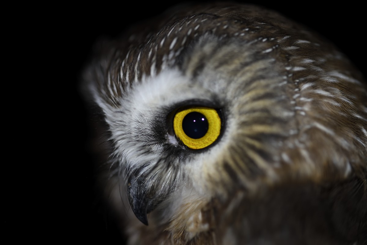 Североамериканский сыч - ML645563400