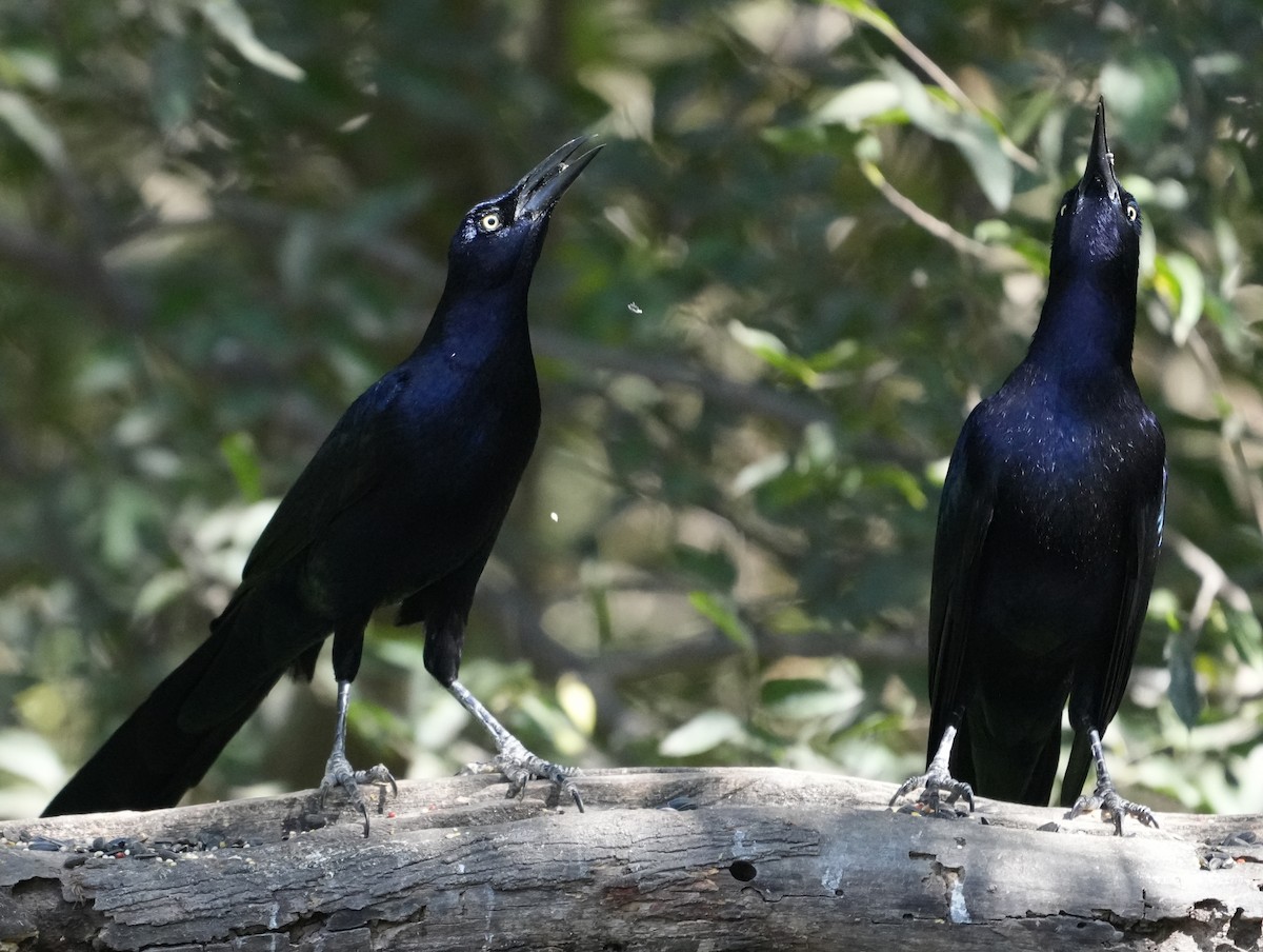 Большехвостый гракл - ML645563401