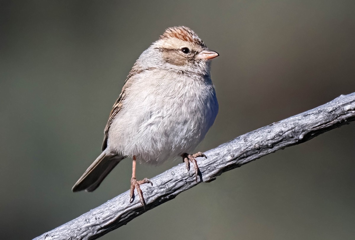 Малая воробьиная овсянка - ML645563402