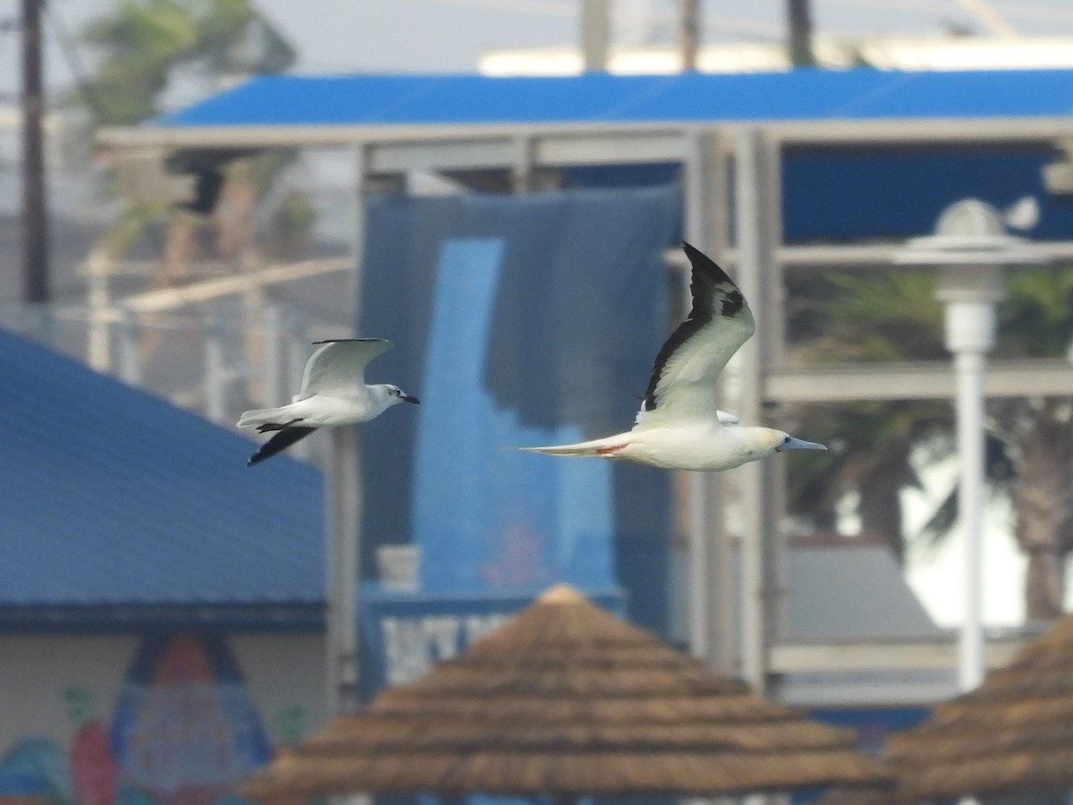 סולה אדומת-רגל - ML645563410