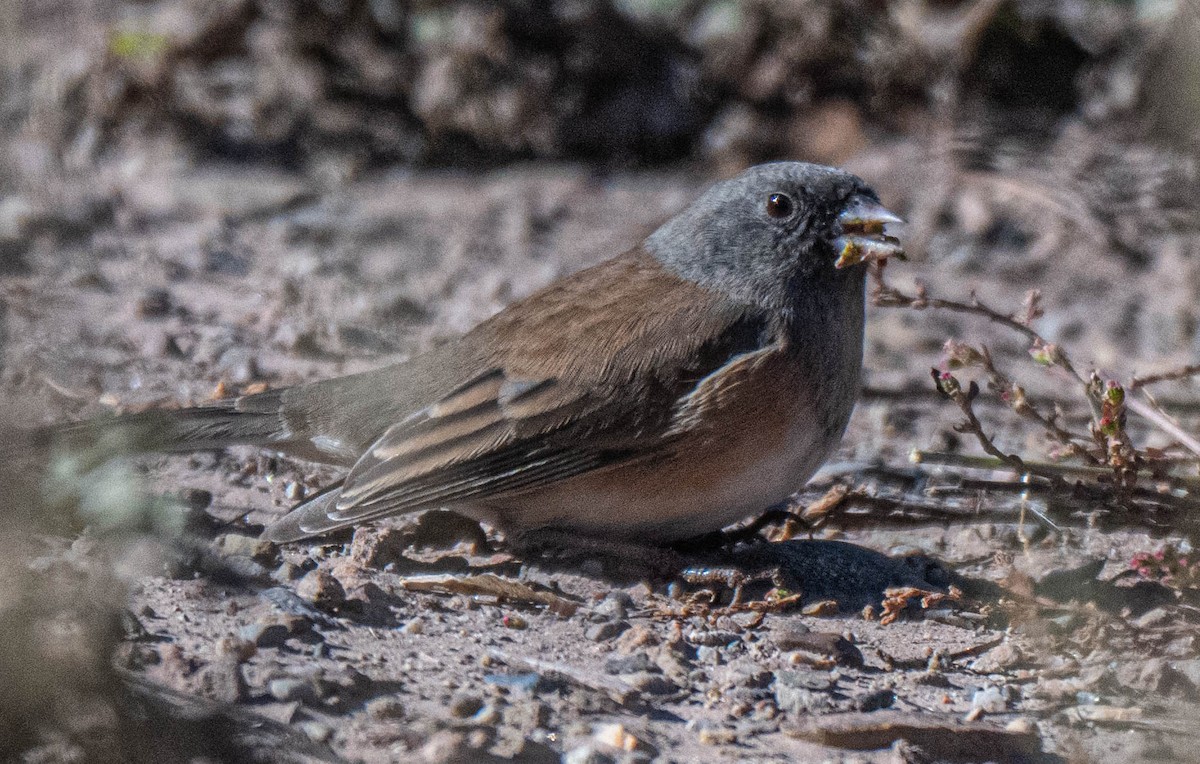 Dark-eyed Junco - ML645563412